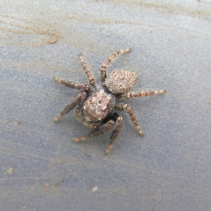 Servaea sp. (genus) at Kambah, ACT - 18 Mar 2018 10:31 AM