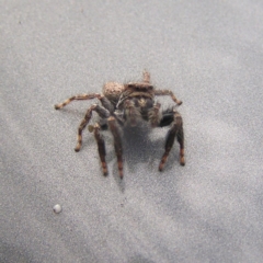 Servaea sp. (genus) at Kambah, ACT - 18 Mar 2018 10:31 AM