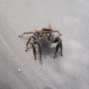 Servaea sp. (genus) at Kambah, ACT - 18 Mar 2018