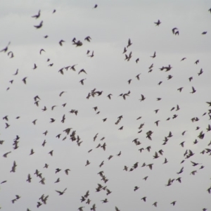 Sturnus vulgaris at Murrumbateman, NSW - 18 Mar 2018