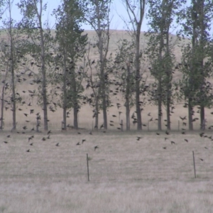 Sturnus vulgaris at Murrumbateman, NSW - 18 Mar 2018