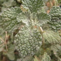 Marrubium vulgare at Murrumbateman, NSW - 18 Mar 2018