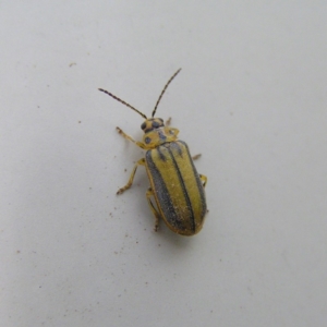 Xanthogaleruca luteola at Murrumbateman, NSW - 18 Mar 2018