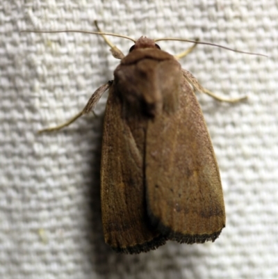 Proteuxoa porphyrescens (Red Noctuid) at O'Connor, ACT - 17 Mar 2018 by ibaird