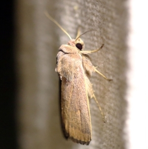 Proteuxoa porphyrescens at O'Connor, ACT - 17 Mar 2018