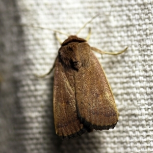 Proteuxoa porphyrescens at O'Connor, ACT - 17 Mar 2018