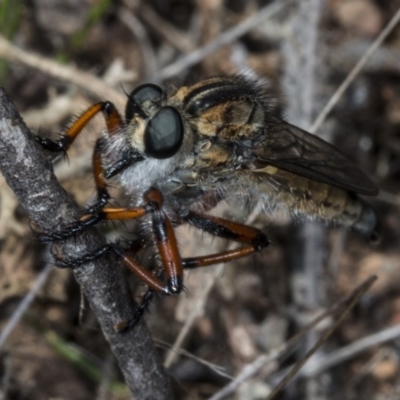 Asiola fasciata (A robber fly) at Mulligans Flat - 22 Oct 2017 by DerekC