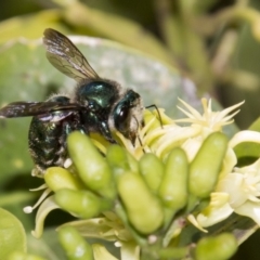 Xylocopa (Lestis) aeratus (Metallic Green Carpenter Bee) at Acton, ACT - 16 Mar 2018 by DerekC