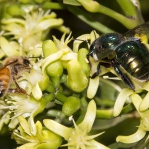 Xylocopa (Lestis) aerata at Acton, ACT - 17 Mar 2018 12:00 AM