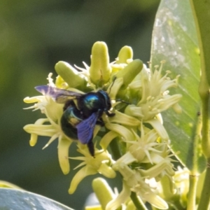 Xylocopa (Lestis) aerata at Acton, ACT - 15 Mar 2018