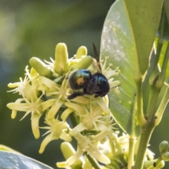 Xylocopa (Lestis) aerata at Acton, ACT - 15 Mar 2018