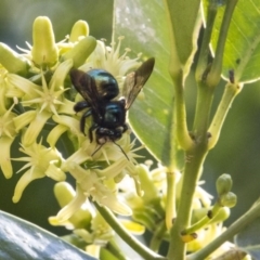 Xylocopa (Lestis) aerata at Acton, ACT - 15 Mar 2018