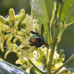 Xylocopa (Lestis) aerata at Acton, ACT - 15 Mar 2018