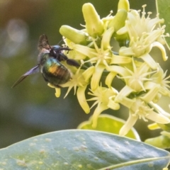 Xylocopa (Lestis) aerata at Acton, ACT - 15 Mar 2018