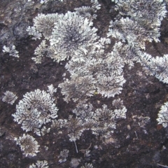 Parmeliaceae (family) (A lichen family) at Kambah, ACT - 17 Mar 2018 by MatthewFrawley