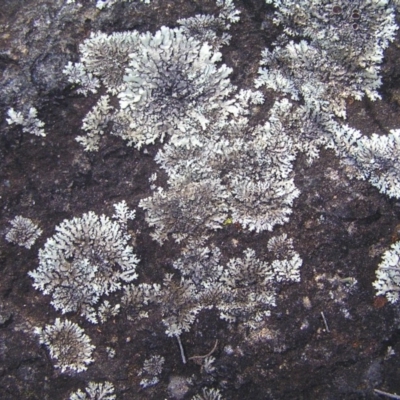 Parmeliaceae (family) (A lichen family) at Kambah, ACT - 17 Mar 2018 by MatthewFrawley