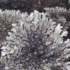 Parmeliaceae (family) at Kambah, ACT - 18 Mar 2018 09:41 AM