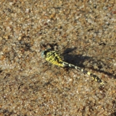 Austrogomphus cornutus (Unicorn Hunter) at Gigerline Nature Reserve - 8 Mar 2018 by michaelb