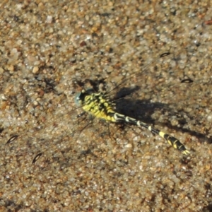 Austrogomphus cornutus at Tennent, ACT - 8 Mar 2018