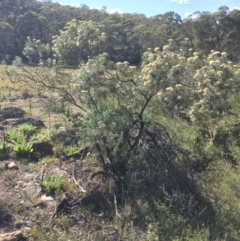 Cassinia longifolia (Shiny Cassinia, Cauliflower Bush) at Captains Flat, NSW - 12 Mar 2018 by alexwatt