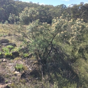 Cassinia longifolia at Captains Flat, NSW - 12 Mar 2018