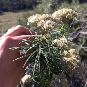 Cassinia longifolia at Captains Flat, NSW - 12 Mar 2018