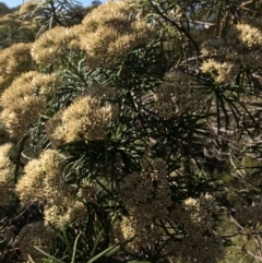 Cassinia longifolia at Captains Flat, NSW - 12 Mar 2018