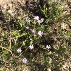 Vittadinia cuneata var. cuneata (Fuzzy New Holland Daisy) at Captains Flat, NSW - 12 Mar 2018 by alexwatt