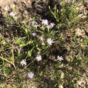 Vittadinia cuneata var. cuneata at Captains Flat, NSW - 12 Mar 2018