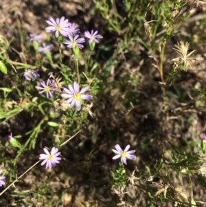 Vittadinia cuneata var. cuneata at Captains Flat, NSW - 12 Mar 2018