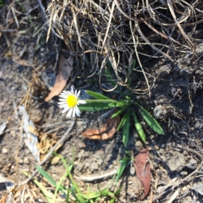 Brachyscome scapigera (Tufted Daisy) at Captains Flat, NSW - 11 Mar 2018 by alex_watt