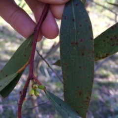 Eucalyptus pauciflora subsp. pauciflora (White Sally, Snow Gum) at QPRC LGA - 11 Mar 2018 by alex_watt