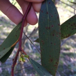 Eucalyptus pauciflora subsp. pauciflora at Captains Flat, NSW - 12 Mar 2018