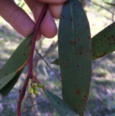 Eucalyptus pauciflora subsp. pauciflora (White Sally, Snow Gum) at QPRC LGA - 11 Mar 2018 by alex_watt