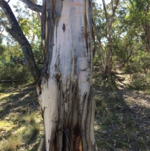 Eucalyptus pauciflora subsp. pauciflora at Captains Flat, NSW - 12 Mar 2018