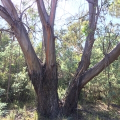 Eucalyptus stellulata (Black Sally) at Captains Flat, NSW - 12 Mar 2018 by alexwatt