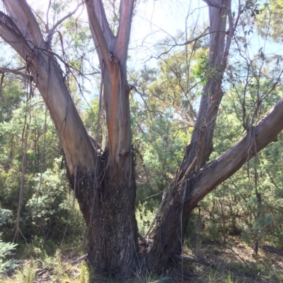 Eucalyptus stellulata (Black Sally) at QPRC LGA - 11 Mar 2018 by alex_watt