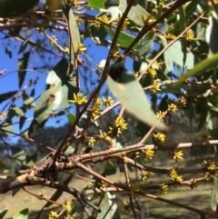 Eucalyptus stellulata at Captains Flat, NSW - 12 Mar 2018 10:36 AM