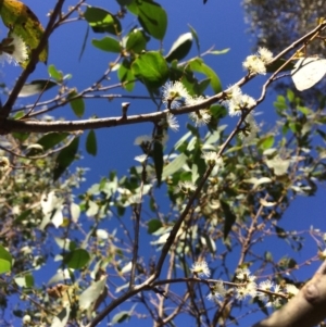 Eucalyptus stellulata at Captains Flat, NSW - 12 Mar 2018