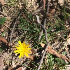 Hypochaeris radicata at Captains Flat, NSW - 11 Mar 2018 by alexwatt