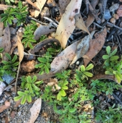 Acaena sp. (A Sheep's Burr) at Yanununbeyan State Conservation Area - 11 Mar 2018 by alex_watt