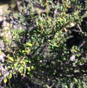 Bursaria spinosa at Captains Flat, NSW - 12 Mar 2018 10:47 AM