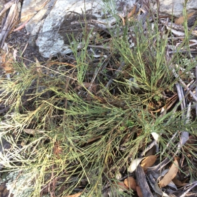 Exocarpos strictus (Dwarf Cherry) at Captains Flat, NSW - 12 Mar 2018 by alexwatt