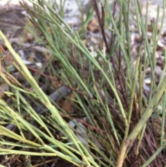 Exocarpos strictus at Captains Flat, NSW - 12 Mar 2018