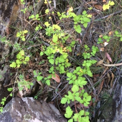 Rubus parvifolius (Native Raspberry) at Captains Flat, NSW - 11 Mar 2018 by alex_watt