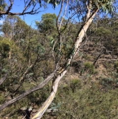 Eucalyptus pauciflora subsp. pauciflora (White Sally, Snow Gum) at QPRC LGA - 11 Mar 2018 by alex_watt