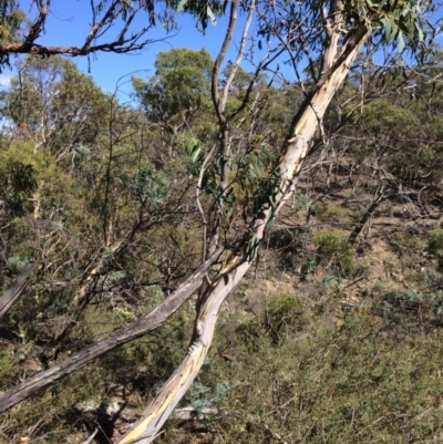 Eucalyptus pauciflora subsp. pauciflora (White Sally, Snow Gum) at Captains Flat, NSW - 11 Mar 2018 by alex_watt
