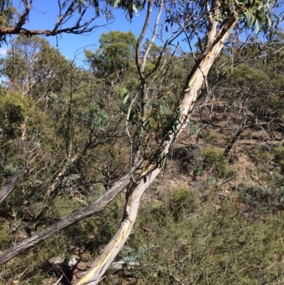 Eucalyptus pauciflora subsp. pauciflora (White Sally, Snow Gum) at Captains Flat, NSW - 12 Mar 2018 by alexwatt