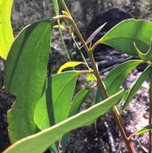 Eucalyptus pauciflora subsp. pauciflora at Captains Flat, NSW - 12 Mar 2018
