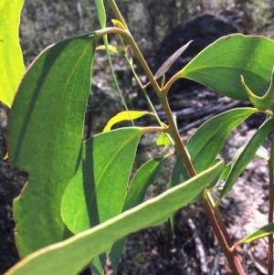 Eucalyptus pauciflora subsp. pauciflora at Captains Flat, NSW - 12 Mar 2018 10:54 AM